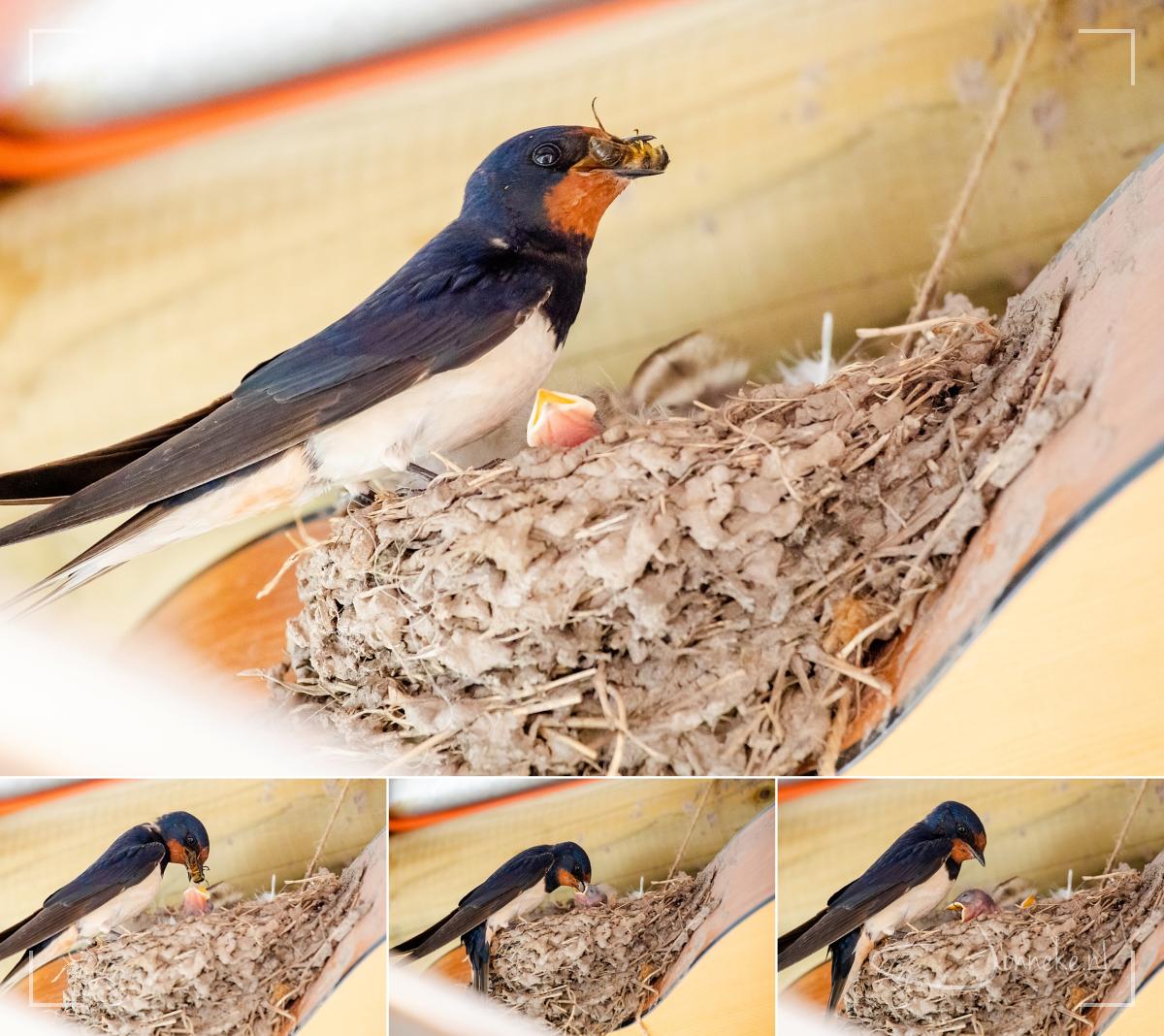 Na heel wat vliegjes en mugjes komt er wel een reuzenmaaltijd: een echte bij. Snavel en buik vol voor zo'n klein vogeltje.