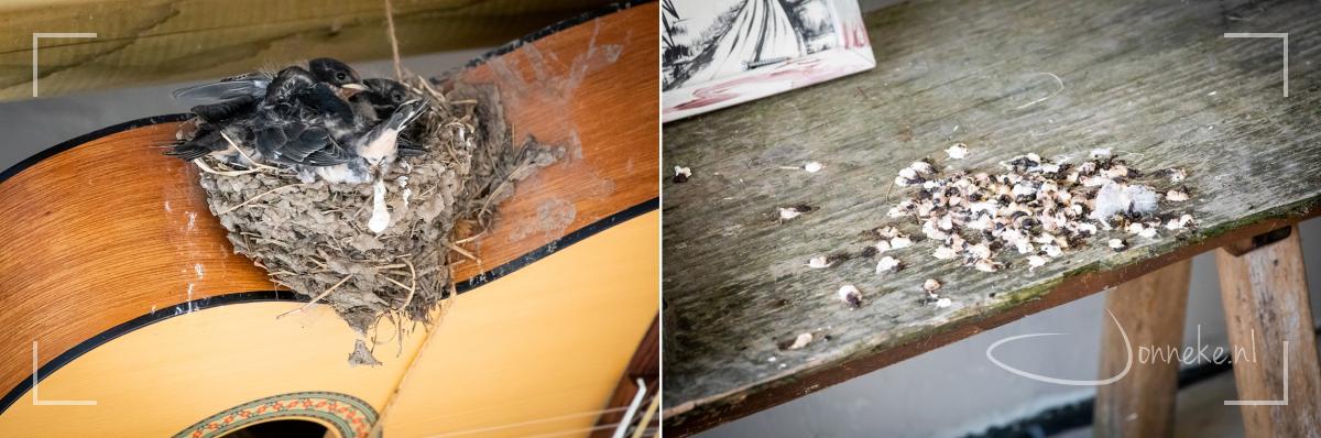 Als ze heel klein zijn, nemen de ouders de poepjes mee en laten ze buiten in het weiland weer vallen. Maar al snel zijn ze zindelijk: dan manouvreren ze zich met de kontjes naar buiten en plop... ! We ruimen hier en op andere plekken heel wat zwaluwscheit op elke week.