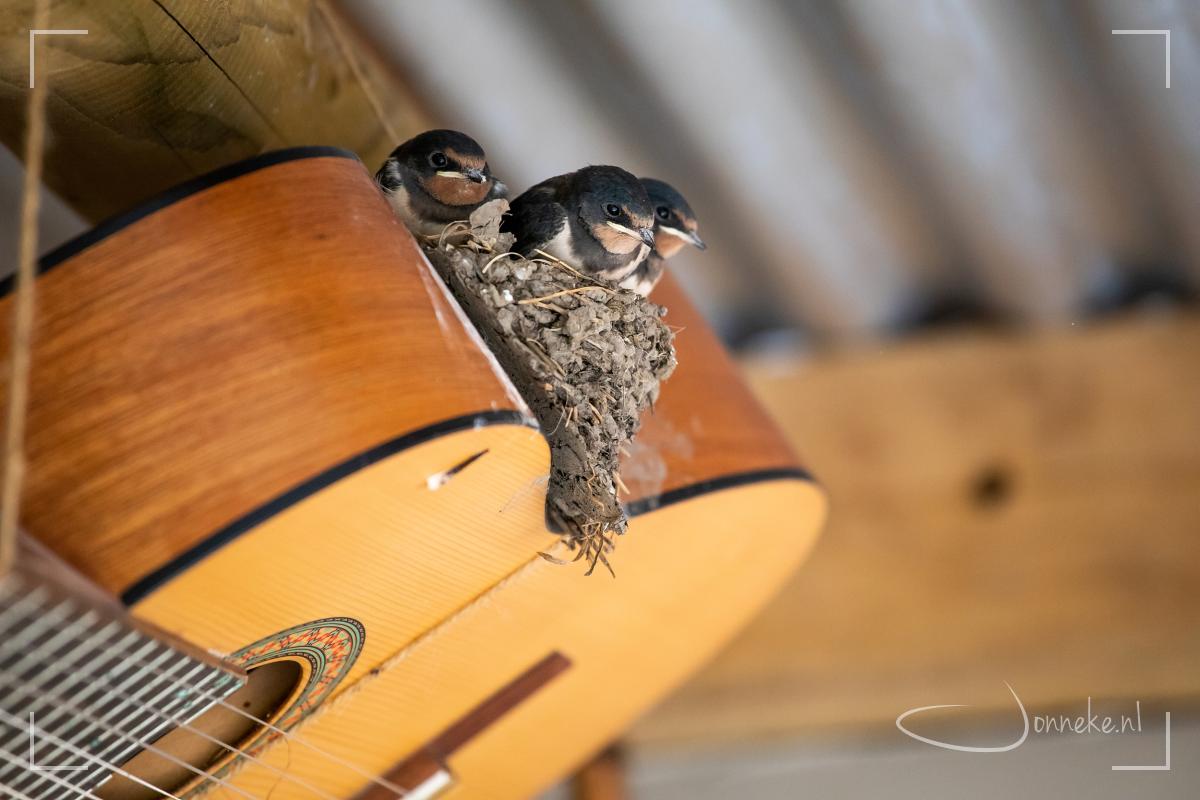 Ze worden groter en groter. Vanuit het veilige nest kijken ze goed hoe het moet: vliegen in de wijde wereld. Maar niets kan tippen aan zélf je vleugels uitslaan en gaan!
