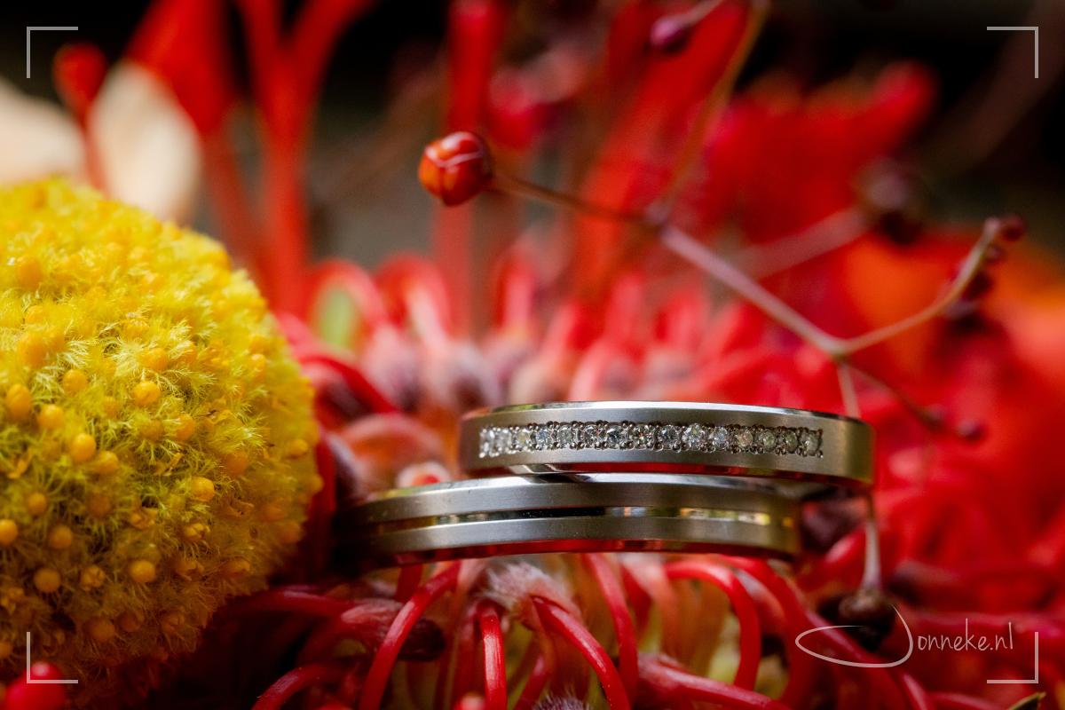 Ringen op de protea: de nationale bloem van Zuid-Afrika. (rings on the protea-flower)