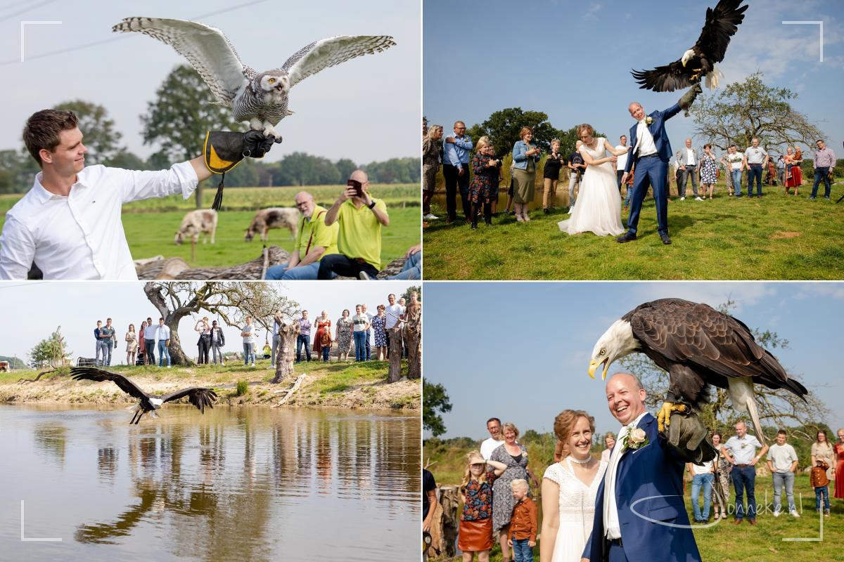 En ook zee-arend Hertog wordt 'van stal' gehaald: wat een mega-vogel!