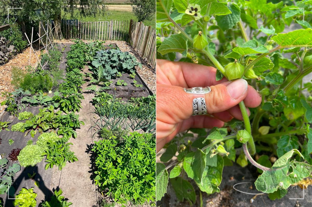 De straffe wind en relatief lange kou, en daarna veel nattigheid, maakte het niet tot een heel makkelijk moestuin-jaar.