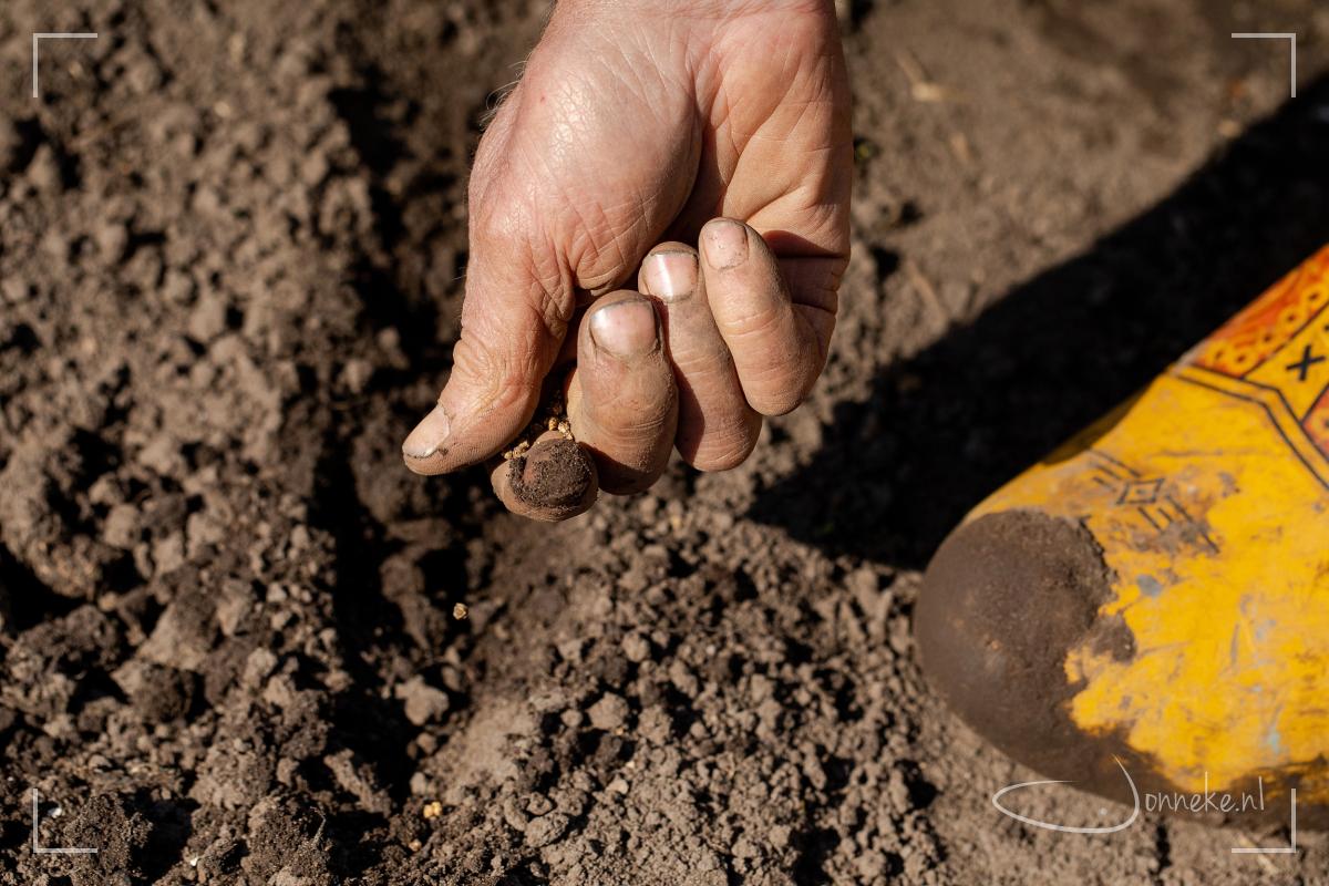 Mijn overbuurman is een ervaren moestuin-man. Bij hem win ik af en toe advies in.