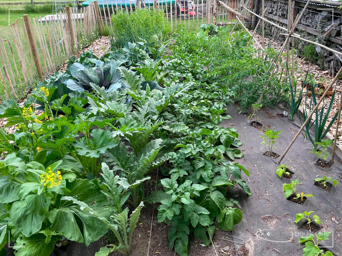 Dit is ook een van de dingen die ik leerde: hoeveel ruimte neemt elke plant eigenlijk echt in? Het staat wel op zakjes en in boekjes, maar in het echt zien, is anders.