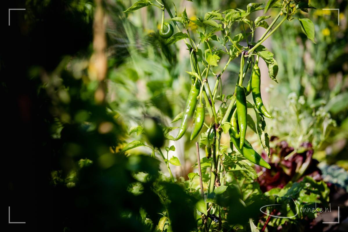 Moestuinieren