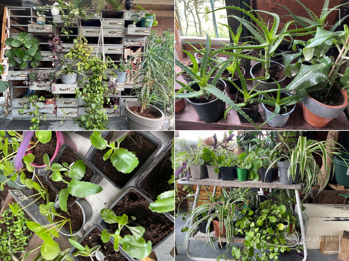 Daarnaast is mijn stekjes en plantjes-liefde ook doorgegaan. Inmiddels staan er ongeveer 100 (klein en groot en allerlei soorten) te wachten op een nieuwe eigenaar. De opbrengst is voor de ZOA - voor het jongerenproject in Burundi waar we ook de zalmactie voor houden. Je kunt in de komende weken een keer langs komen om iets moois uit te zoeken.