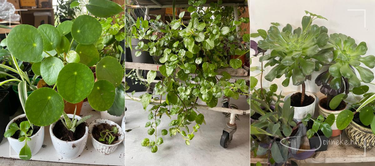 Moestuinieren