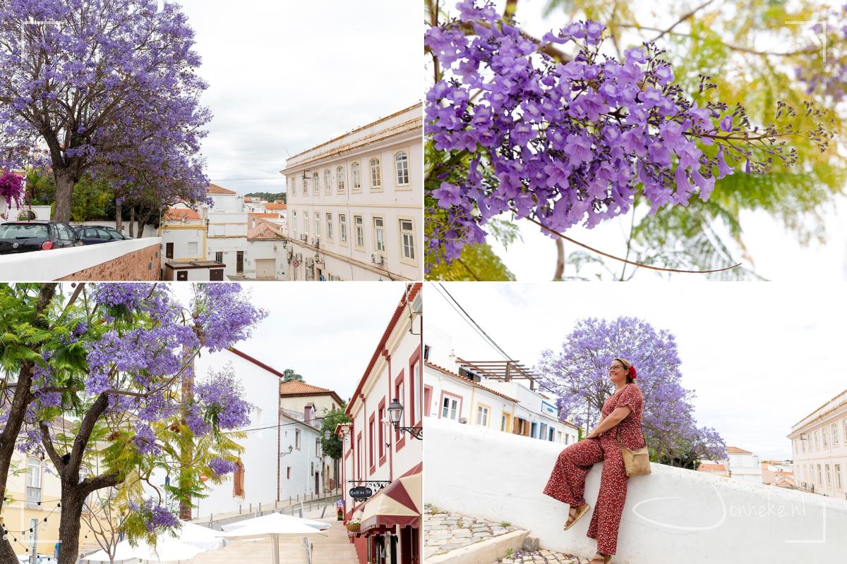 Dit vond ik ook fantastisch: ik weet - van liedjes - hoe mooi Pretoria (Zuid-Afrika) is als de jacaranda's bloeien. Paarse straten. Ik was alleen nog nooit in dat seizoen daar. En nu, op het onverwachts, bloeiden ze hier volop en overal. Een extra cadeautje!