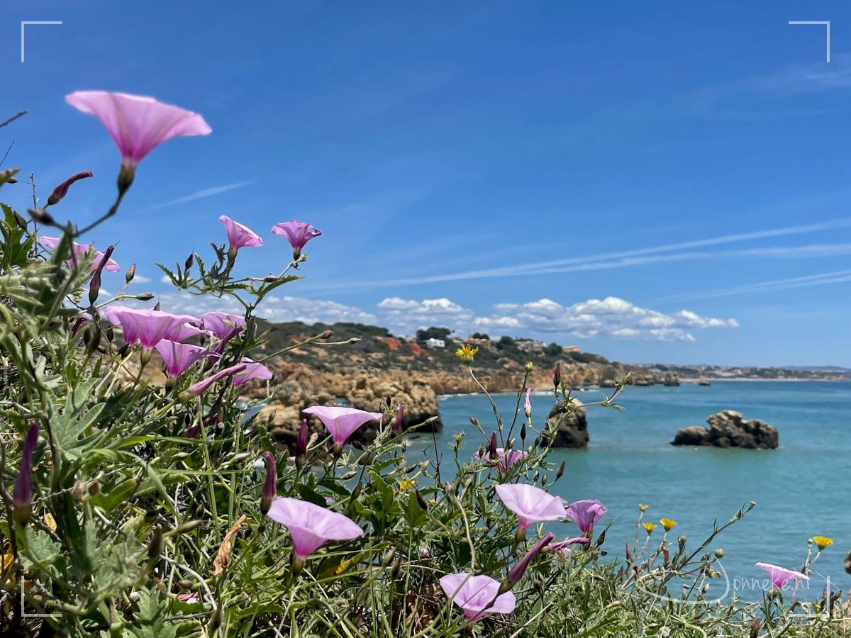 Vakantieblog - Algarve
