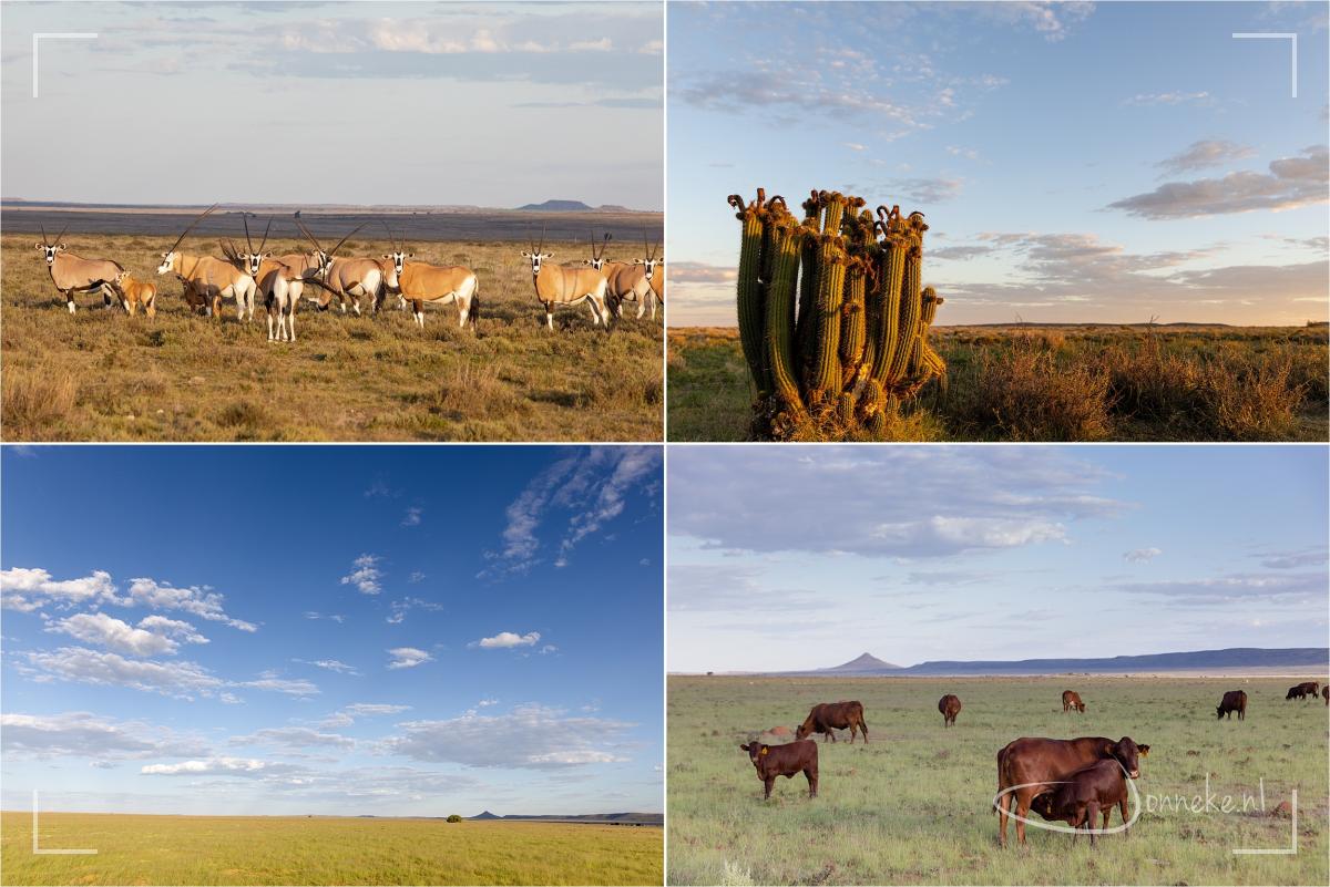 Boer Benny wil wel een rondje rijden (wij in het bakkie achterop) over z'n land, tig hectare groot. Mooie koeien op het ene stuk en gemsbokken op het andere stuk.