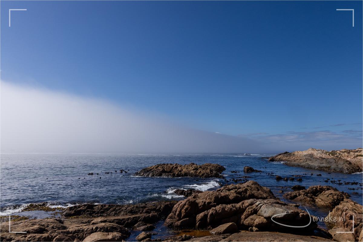 Dag mist! Geen grijze maar blauwe zee. En zie je die dingen in de zee drijven? Dat is dus kelp.