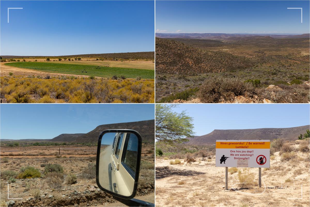 En door de grote Karoo gaan we weer terug. Droog, veel niks. En goed te zien dat als er water (irrigatie) is, is groei mogelijk!