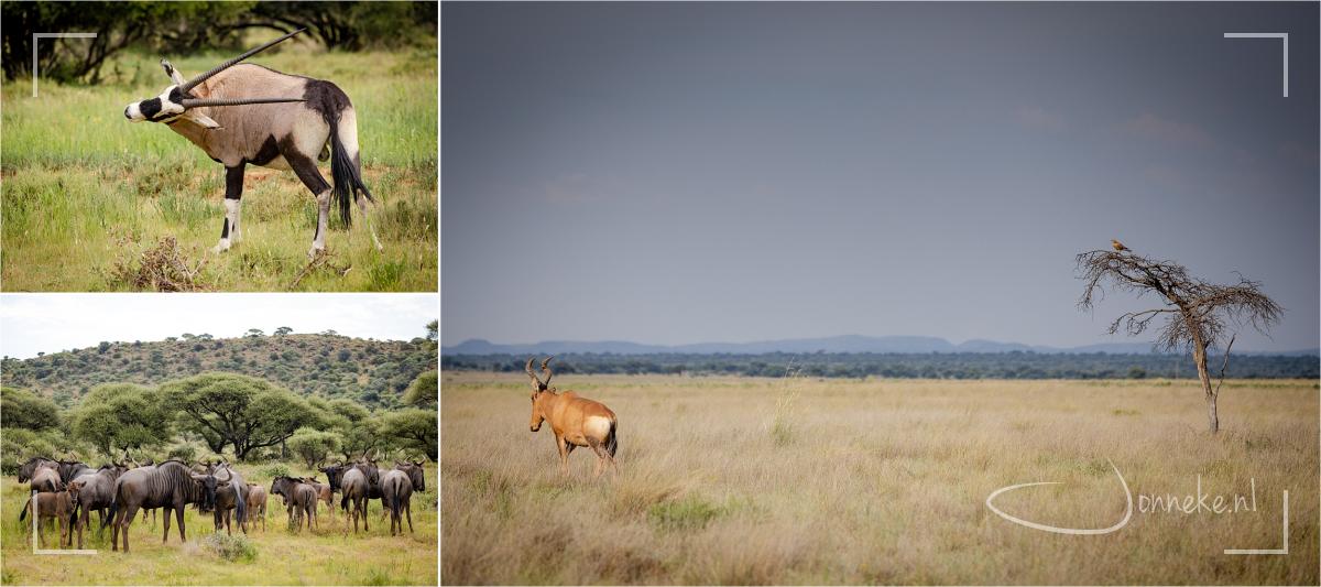Cederbergen, Tietiesbaai en terug richting huis - ZuidAfrika II
