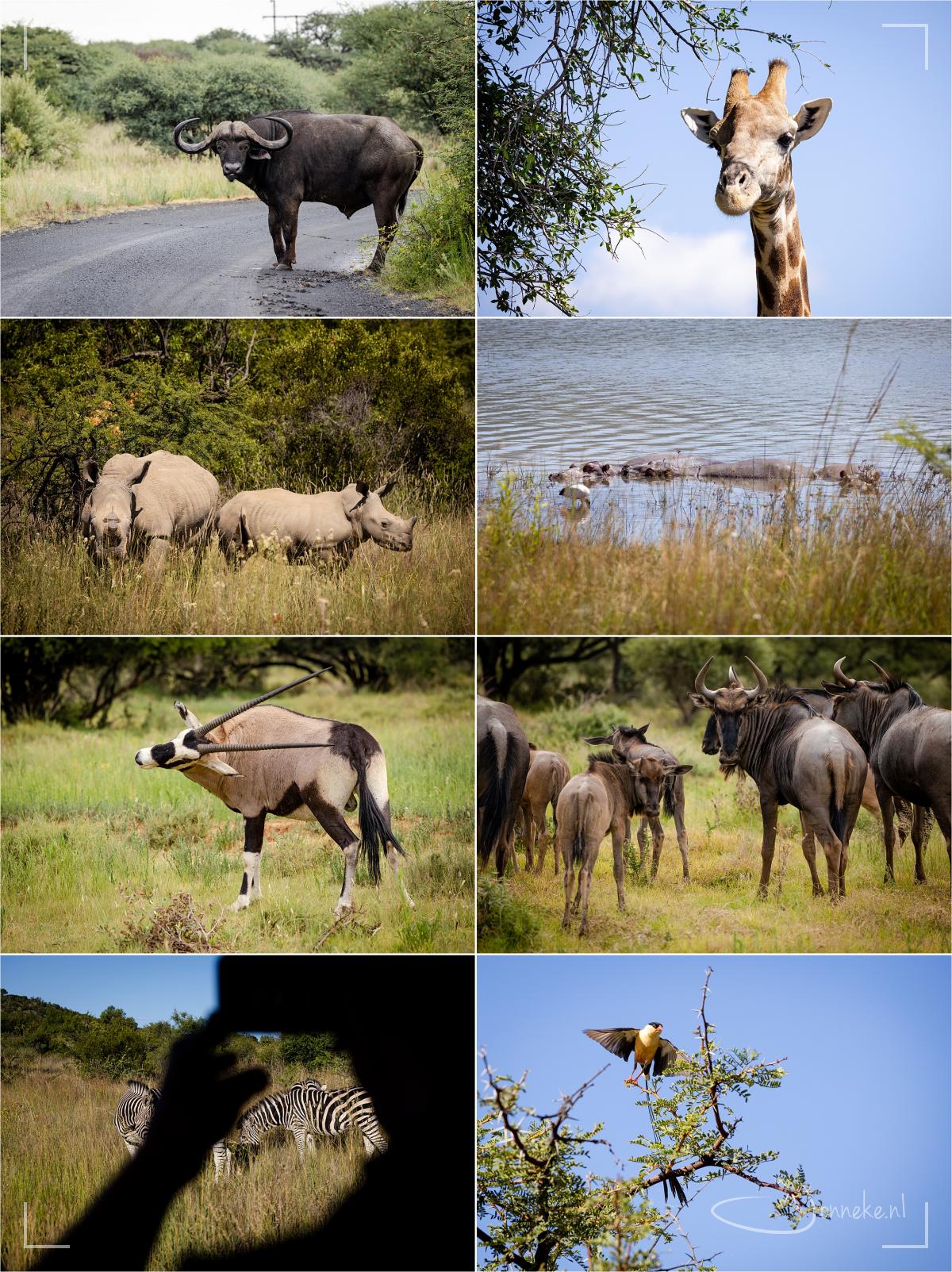 Wild kijken heeft iets onverwachts: ze lopen echt niet achter elke bocht. Je moet zoeken, moeite doen, opletten... maar als ze dan dieren ziet, kunnen we daar mega van genieten. Zoals die gemsbok met jeuk, hahah!