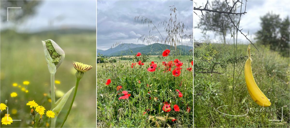 Voorjaarsbloemenpracht: loooove it. En ook zeker hele bijzondere exemplaren hebben ze daar.