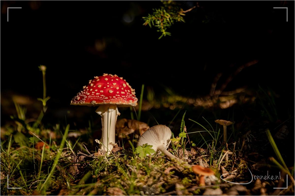 Terugblik weekje Zweden