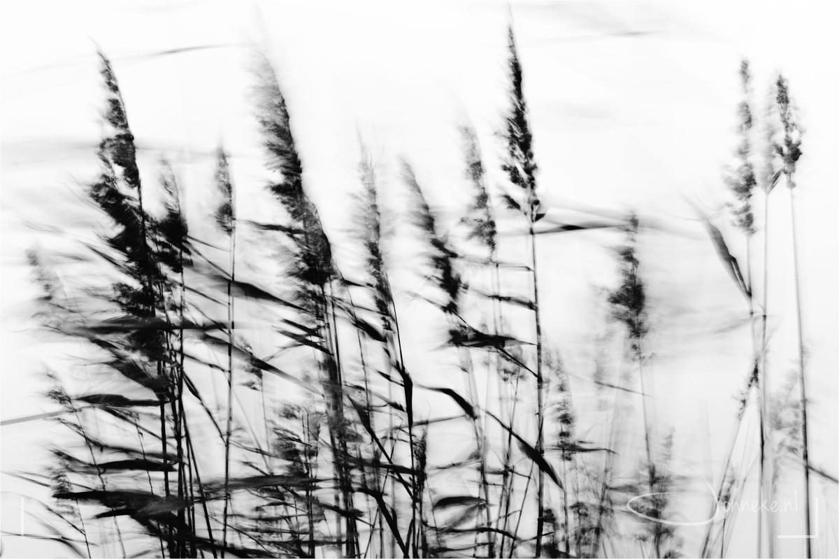 Abstracte winter