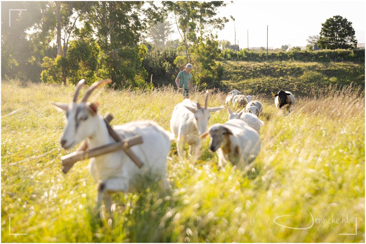 Paar koeien, bokken en schapen die Hanno op z'n blote voeten eind van de middag gaat halen in het land.
