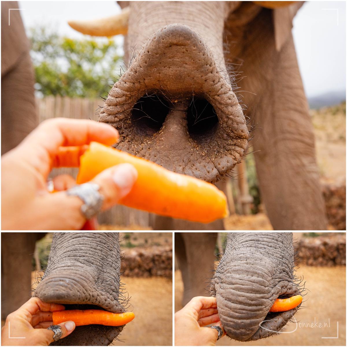 Ooit een olifant geaaid, eten gegeven, knuffel van gekregen? Ik ook niet, tot deze dag.