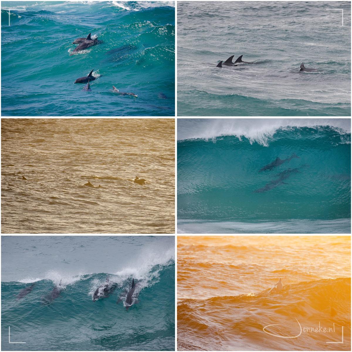 Ook mijn vriendjes lieten zich regelmatig zien: zodra ik ze in de verte zag, pakte ik mijn camera met telelens, rende naar de rotsen (hijg hijg, puf puf) om ze van dichterbij te zien, en te fotograferen. Of de zon schijnt of niet, het tijdstip van de dag: het maakt een groot verschil voor de beelden.