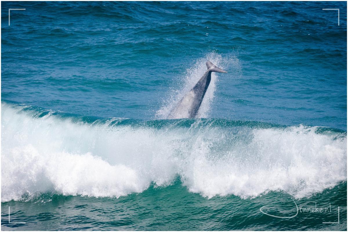 En ja, de dolfijnen kwamen zeker weer langs. Dolfijnen zijn snel, ze ziet niet altijd wat ze gaan doen, welke kant ze op gaan, of ze wel of niet gaan springen, dus... het kost veeeeeel foto's om een beeld als deze te krijgen!