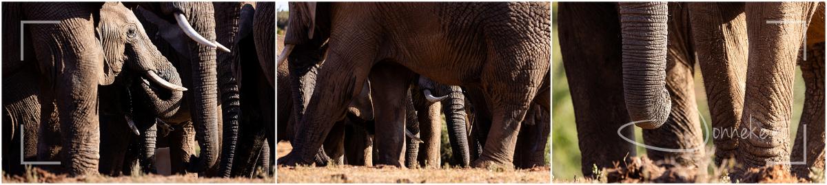 Veel slurven en poten op een hoop.