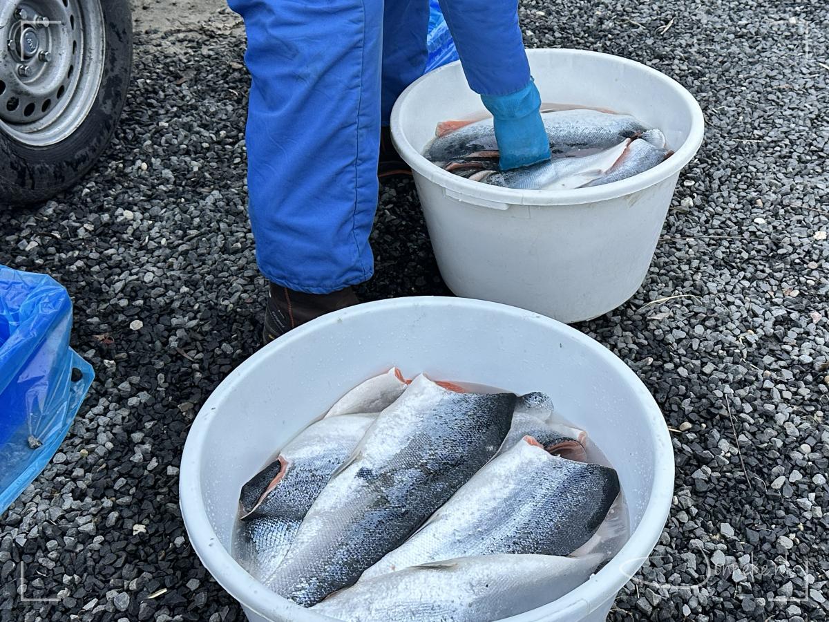Dan kan het pekelen beginnen: vissen liggen 13 minuten in 'gezouten water'. Dus de wekkertjes gaan maar ;-)